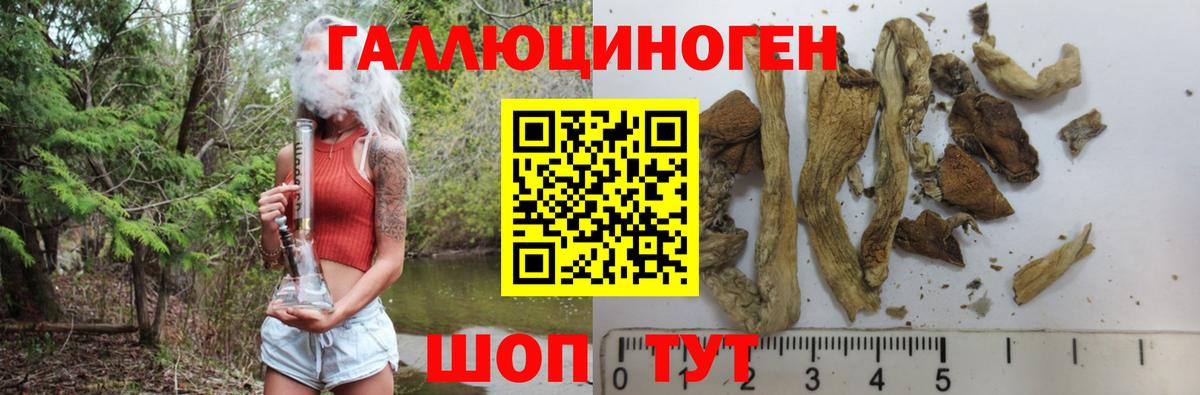 Галлюциногенные грибы Psilocybine cubensis Геленджик